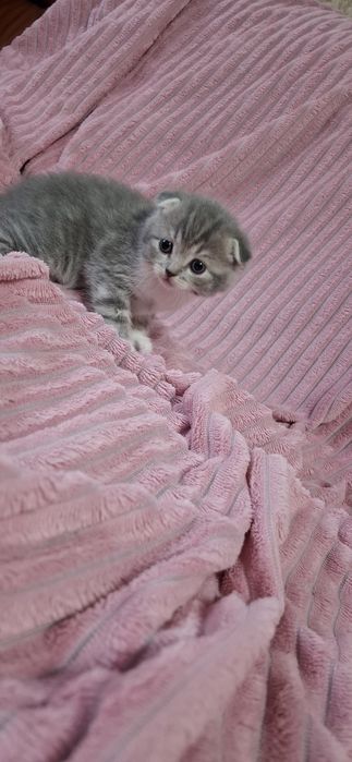 Шотландские вислоухие котята
