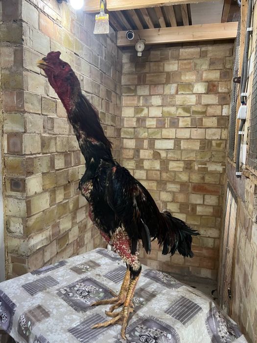 Dakan xoroz sotiladi