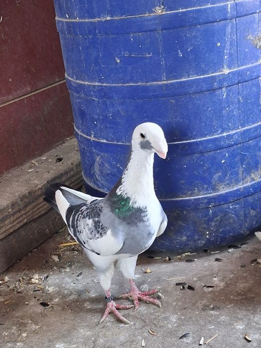 Porumbei de vânzare