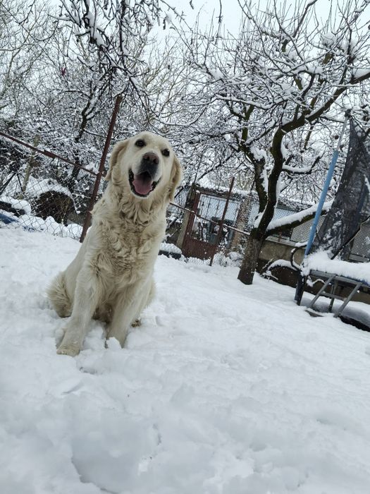 Disponibil pui femelă Golden Retriever