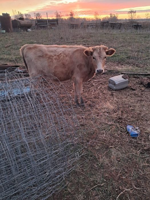 Телочки подсосные