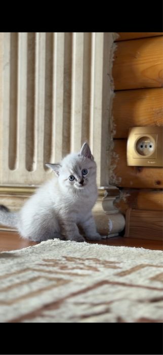 Отдадим котят в хорошие руки