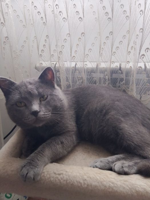 Отдам кота в хорошие руки