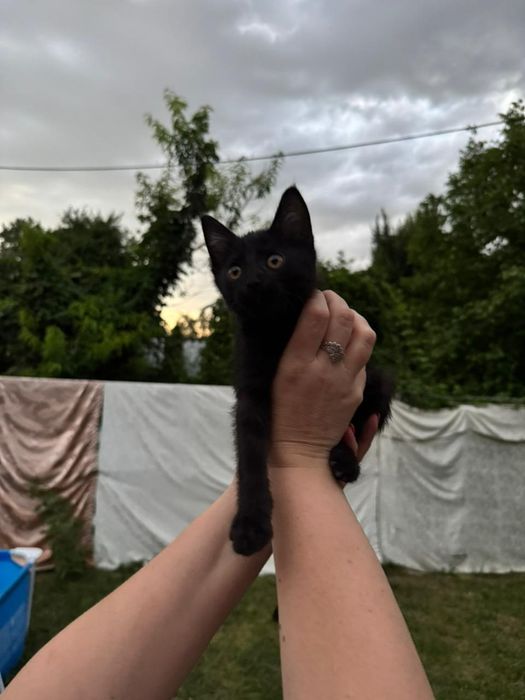 Котёнок бесплатно