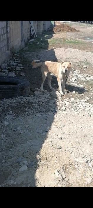 Алабай күшік сатылады