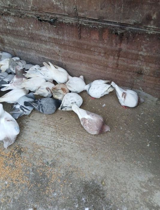 Vand porumbei texani sau la schimb