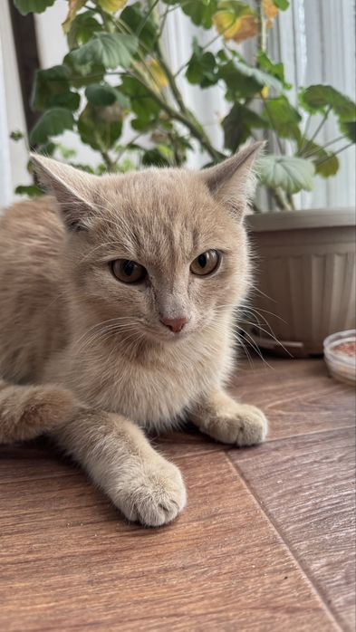 Отдам в добрые руки