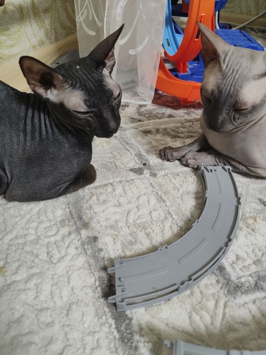 Продам котят донского сфинкса.