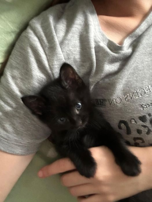 Отдам котят бесплатно