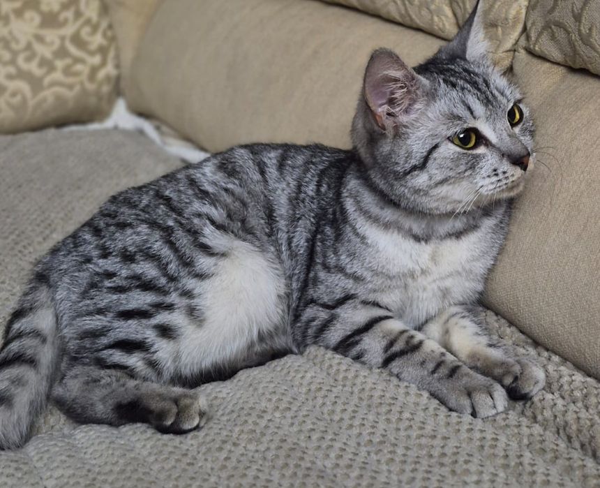 Котенок  мальчик шотландец ,ищет дом , и добрые отзывчивые руки