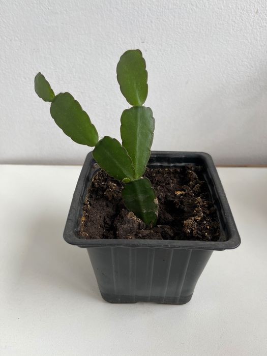 Продается рипсалидопсис пасхальник розовый