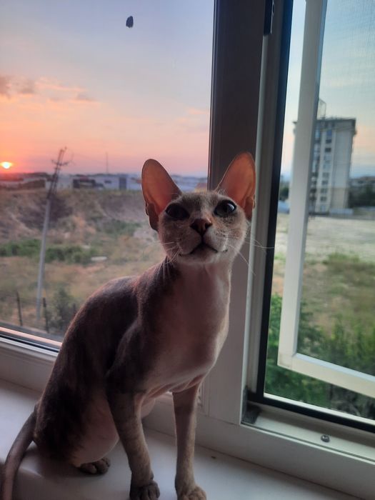 Кошечка Джоли сфинкс