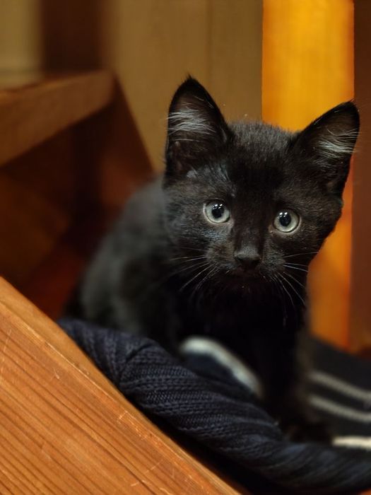 Маленький котик 3-4 мес