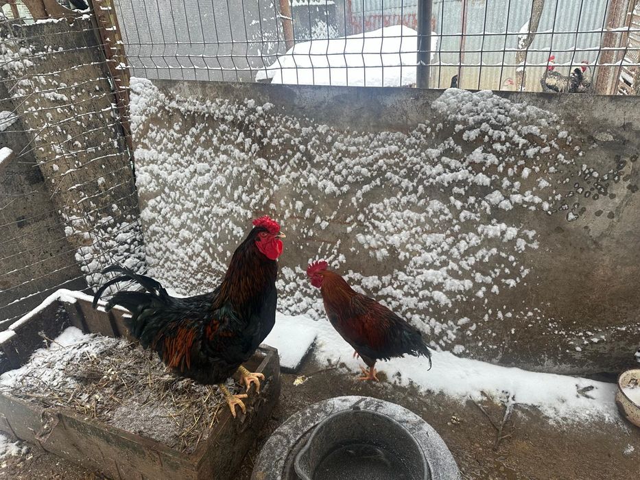 Cocosi de vânzare
