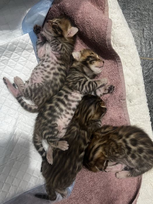 Бенгальские котята