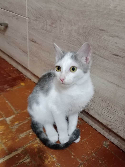 Отдам котенка девочка