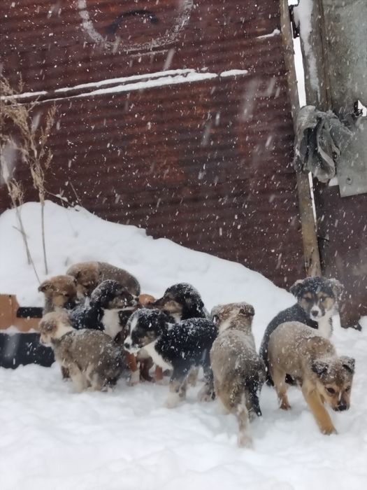 Щенят отдам в хорошие руки