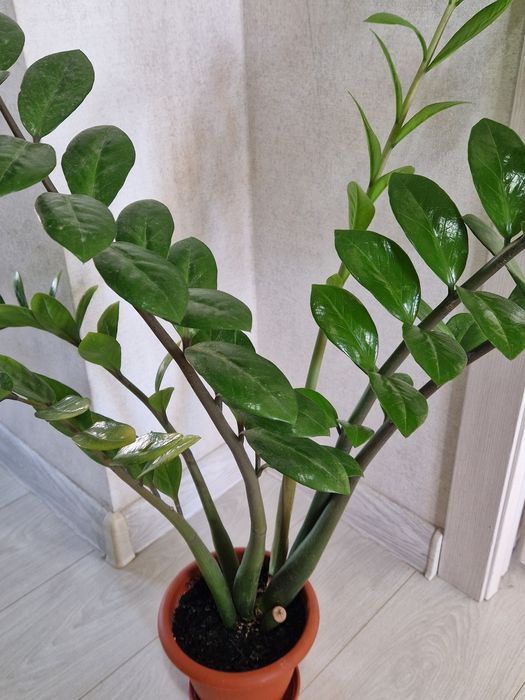 Комнатные долларовые цветы