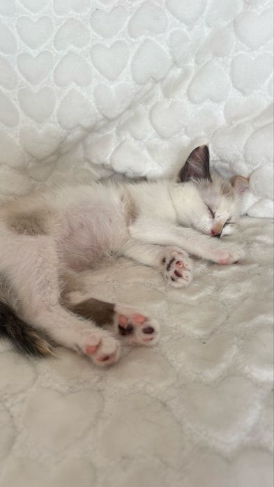 Котенок девочка 2 месяца