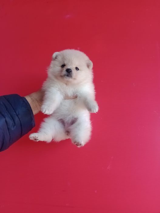 Померани. Момченца и момиченца. Померан. Реални снимки!