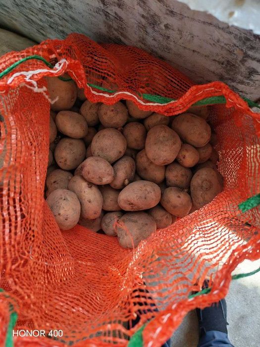 Pikasso navli kartoshka
