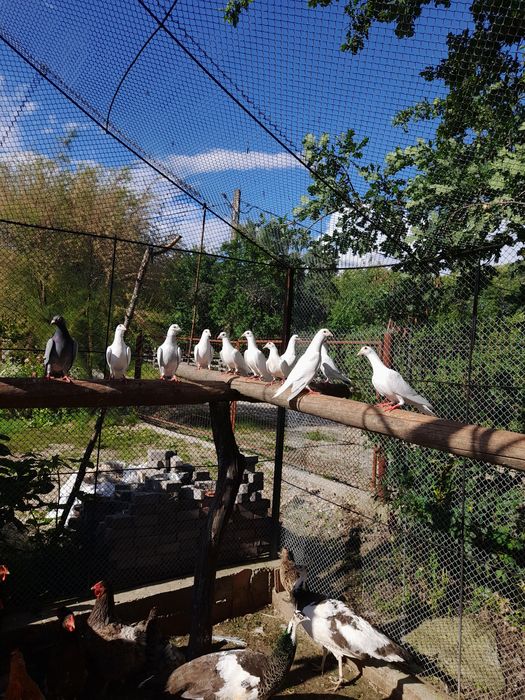 De vânzare pauni și porumbei
