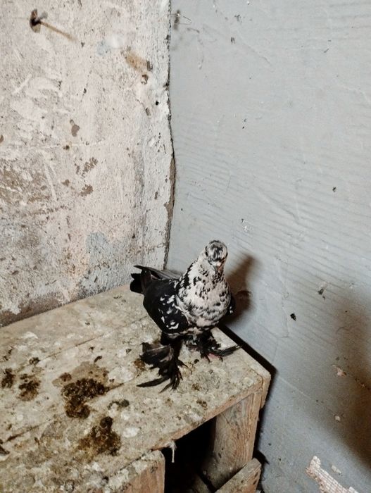 Продам Голубку Сочь или Гульсар