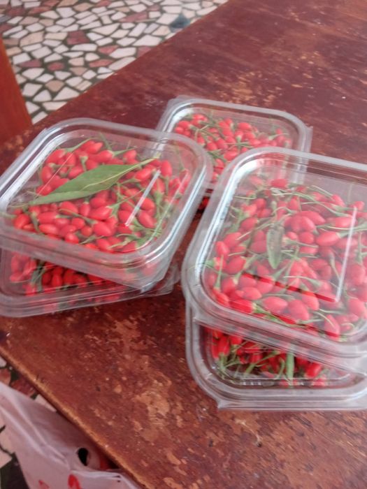 Vand Goji proaspăt  ,produsul nu este stropit,