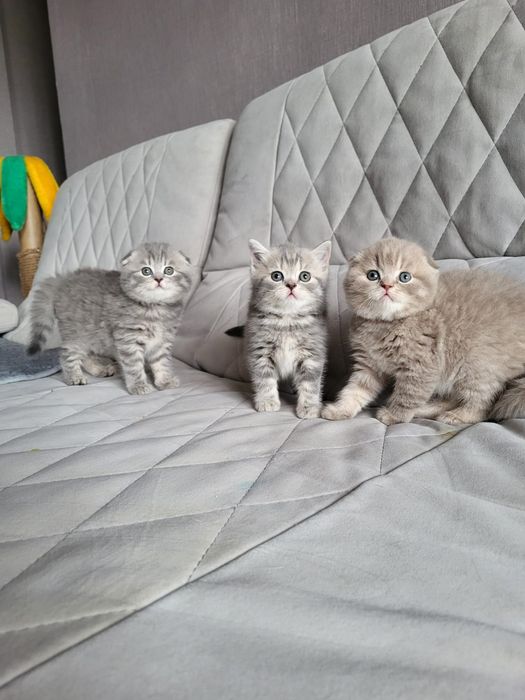 Вислоушки Нежные Плюшки.