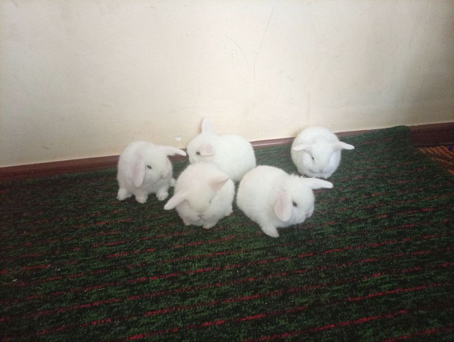 Karlik dekorativ quyonchalar podarichniy