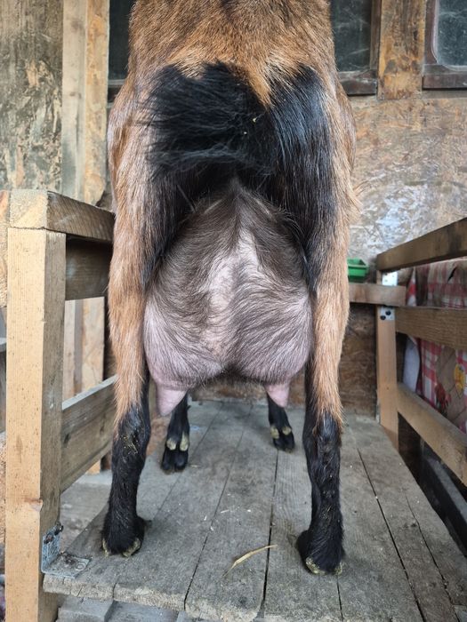 De vânzare  două capre si un tap