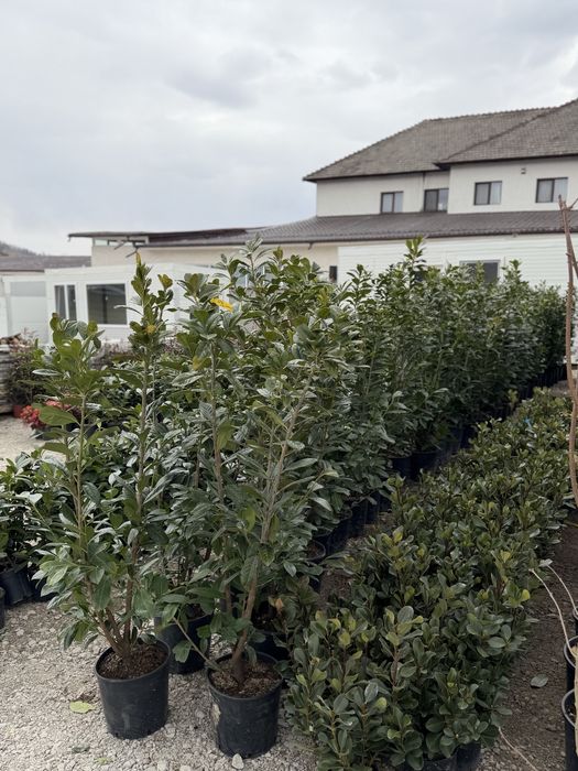Vand plante ornamentale diferite specii de calitate superioara !