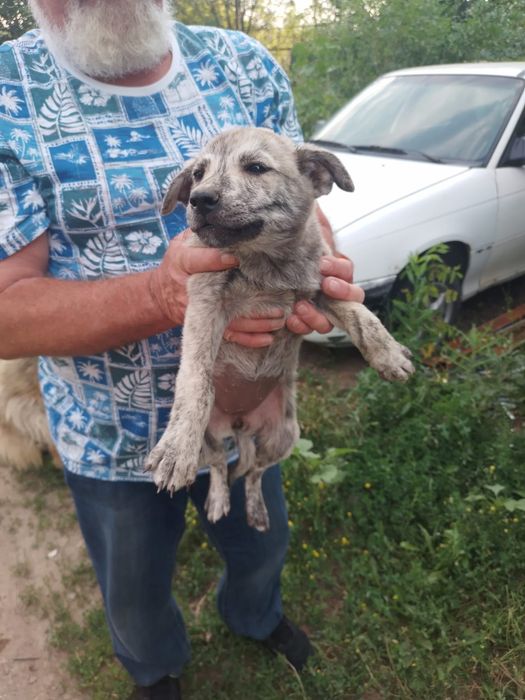 Щенки в добрые руки