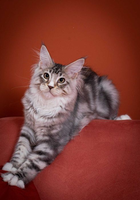 Роскошные котята мейн кун из питомника Mainemarie