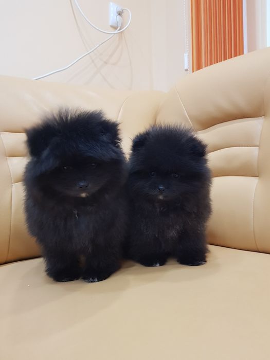 Померан померани Гр. София