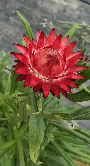 Flori de pai, Imortele