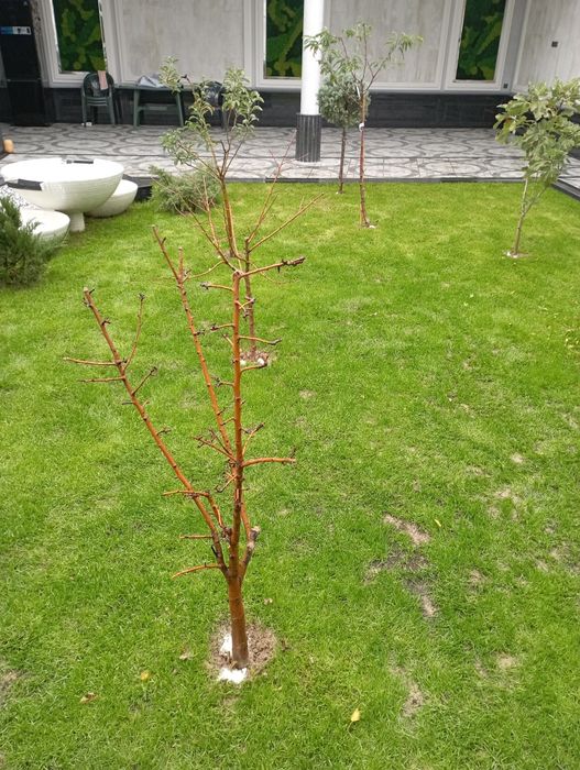 Daraxt abrezka sadovnik kesish