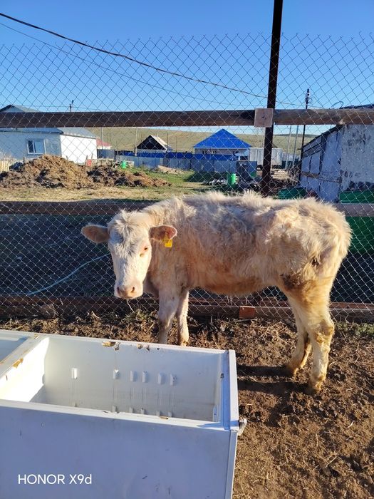 Продаётся скот и телята