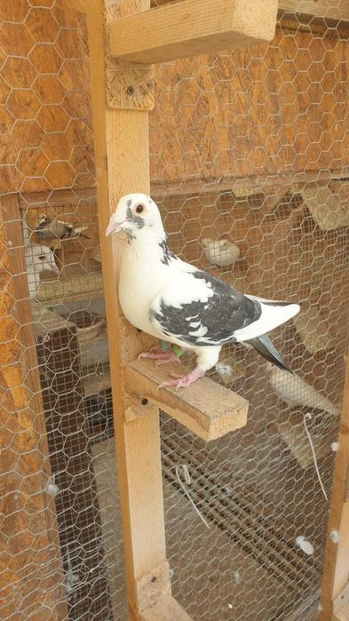 Ocazie! Vand 4 femele voiajor sport, sanatoase, ingrijite!