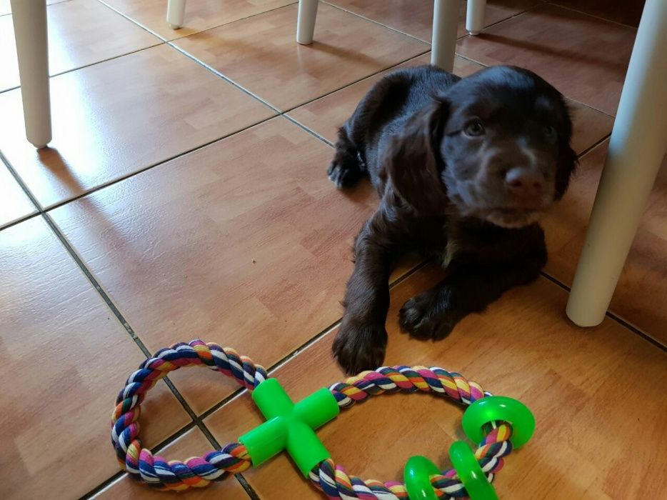 Щенки Спаниеля из питомника.