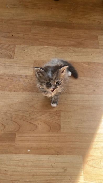 Отдам бесплатно котят