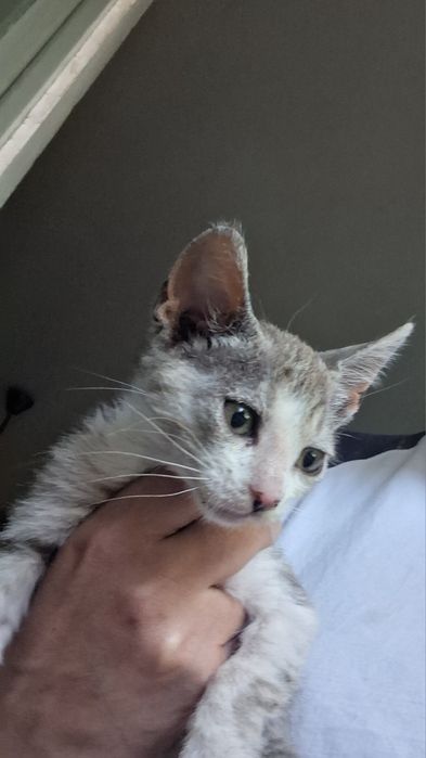 Dau spre adopție pui pisica cuminte la o familie iubitoare