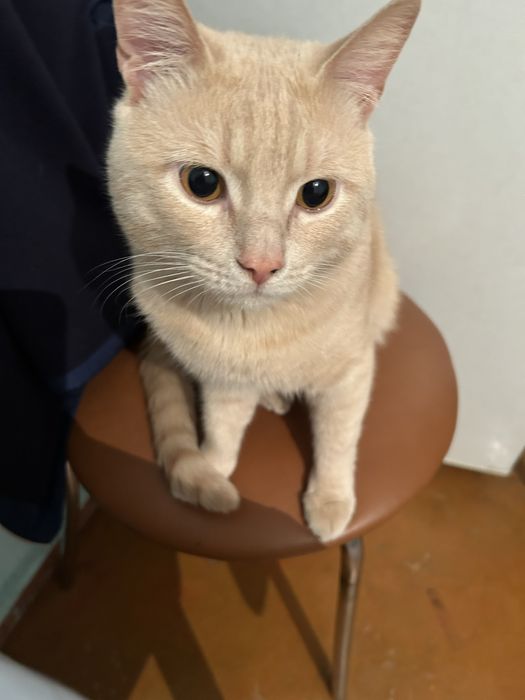 Отдам кота бесплктно