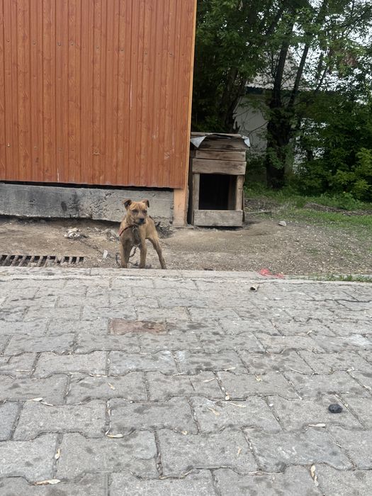 Продам шенок питбул