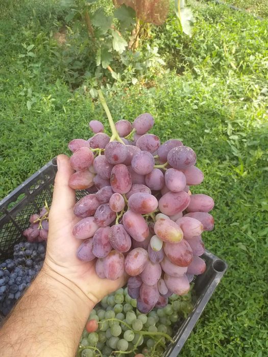 Продажа саженцев винограда