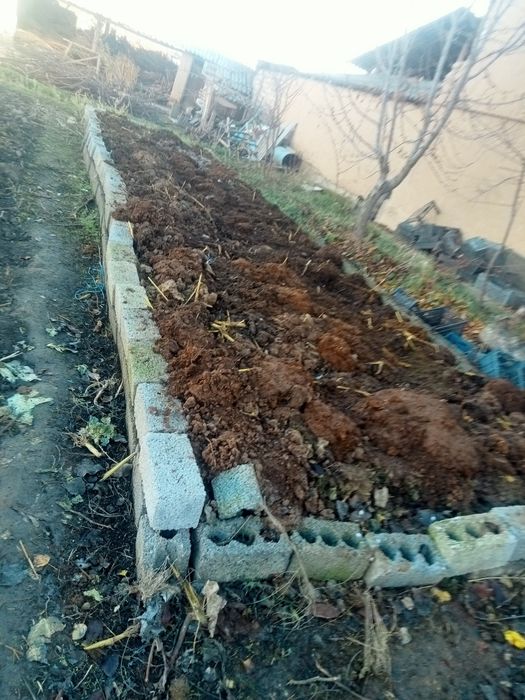 Kaliforniya qizil chuvachaning biagomusi