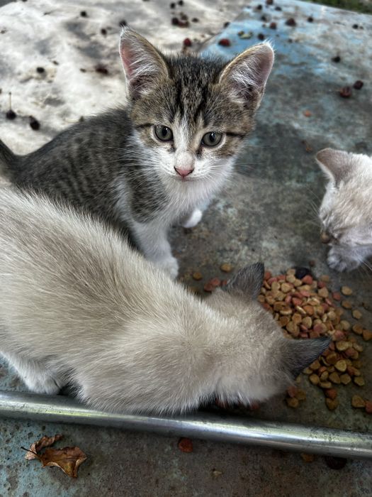 Отдам котят в добрые руки