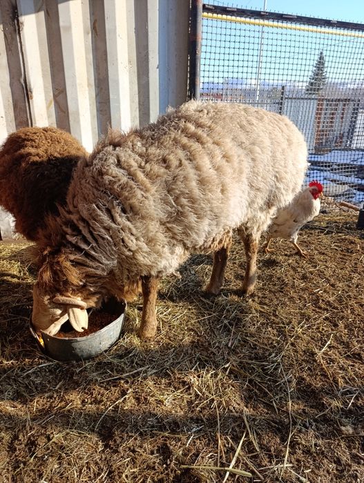 Продам отличного кошкара на племя