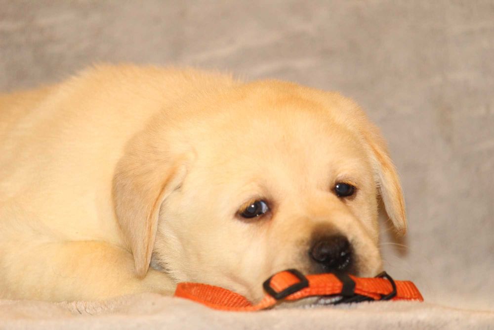 catel labrador calitate deosebita