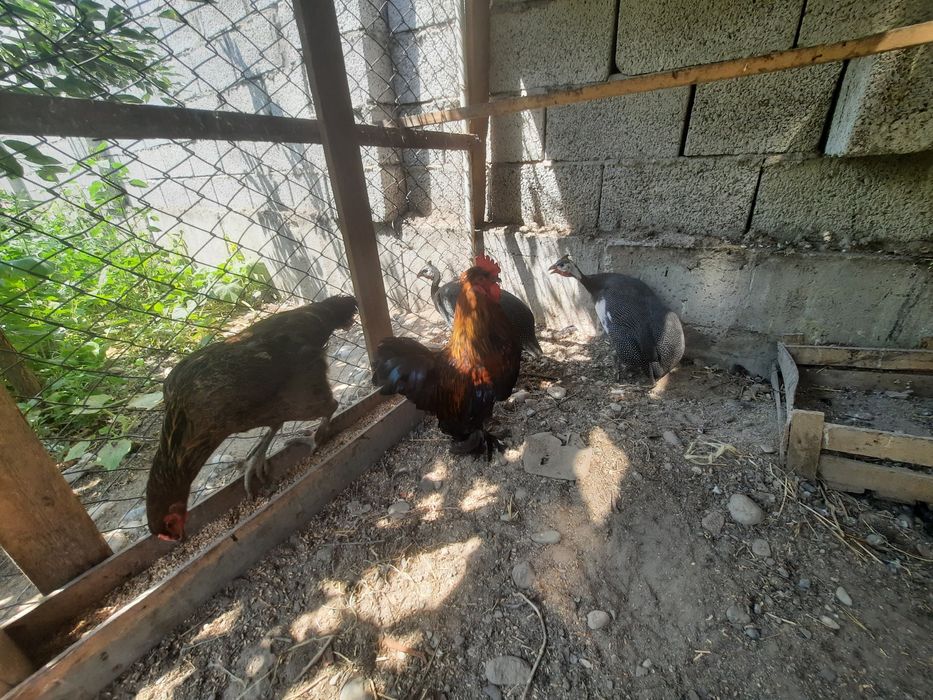 Цыплята и куры голуби